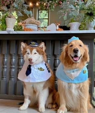 (Pre-order 2-3 วัน) purrpet Airlines ชุดนักบิน และ แอร์โฮสเตส ผ้าใส่สบาย เกรดพรีเมี่ยม ชุดสำหรับสุนัข หรือแมว