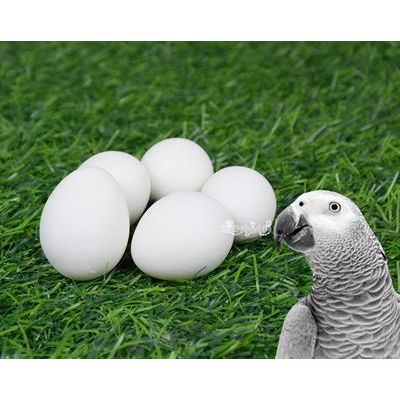 ไข่เทียม แก้ปัญหาลูกนกตายคารังก่อนโต สำหรับนกแอฟริกันเกรย์ (5 ฟอง)