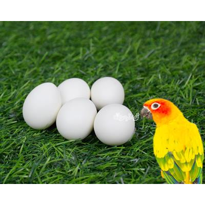 ไข่เทียม แก้ปัญหาลูกนกตายคารังก่อนโต สำหรับนกซันคอนัวร์ (5 ฟอง)