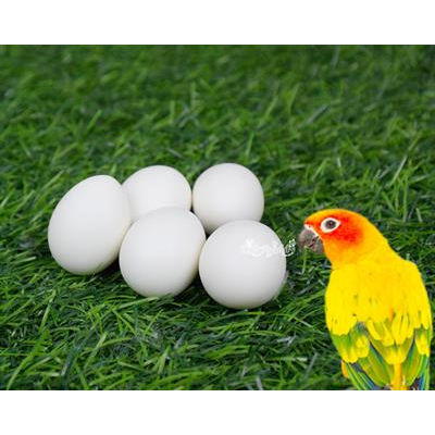 Artificial egg, Help problem of bird death before growing for conure (5 piece)