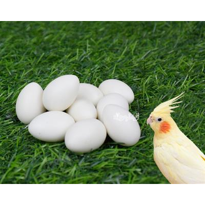 Artificial egg, Help problem of bird death before growing for Cockatiel (10 piece)