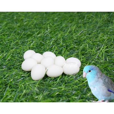 Artificial egg, Help problem of bird death before growing for small parrot (10 piece)