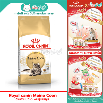 Royal canin maine coon อาหารแมวโต พันธุ์เมนคูน