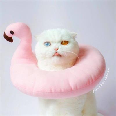 (Pre-order 2-3 day) purrpet Flamingo Collar