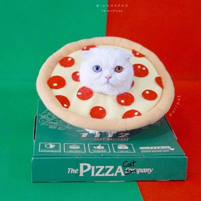 (Pre-order 2-3 day) purrpet Pizza Collar