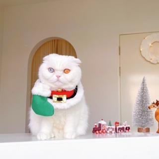 (Pre-order 2-3 day) purrpet Santa set