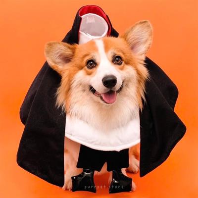 (Pre-order 2-3 day) purrpet Dogcula Halloween