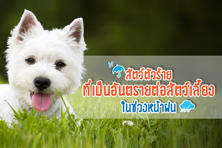 สัตว์ตัวร้ายที่เป็นอันตรายต่อสัตว์เลี้ยงในช่วงหน้าฝน