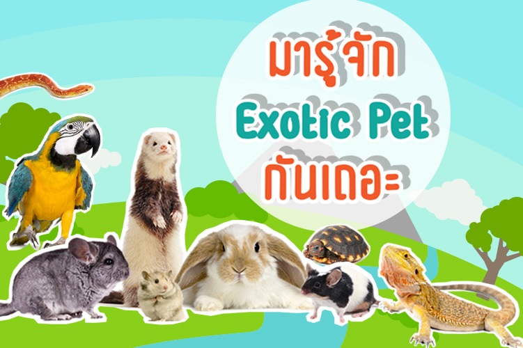 มารู้จัก Exotic Pet กันเถอะ