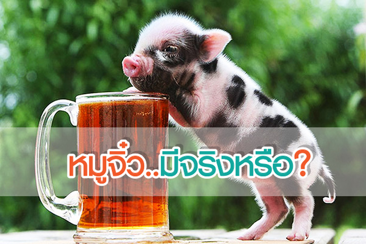 หมูจิ๋วมีจริงหรือ