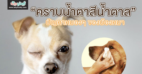 ปัญหาหมองๆของน้องหมา "คราบน้ำตาสีน้ำตาล"