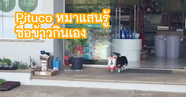 "Pituco” สุนัขแสนรู้ ผู้ดูแลตัวเองได้