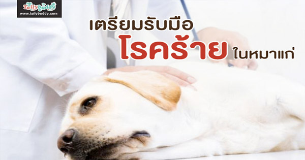 เตรียมรับมือกับโรคร้ายในหมาแก่